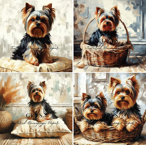 Fours - Yorkies