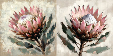 Pink Proteas