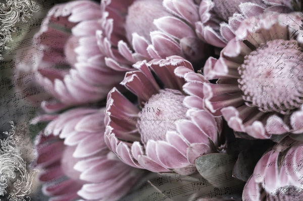 Protea Garden